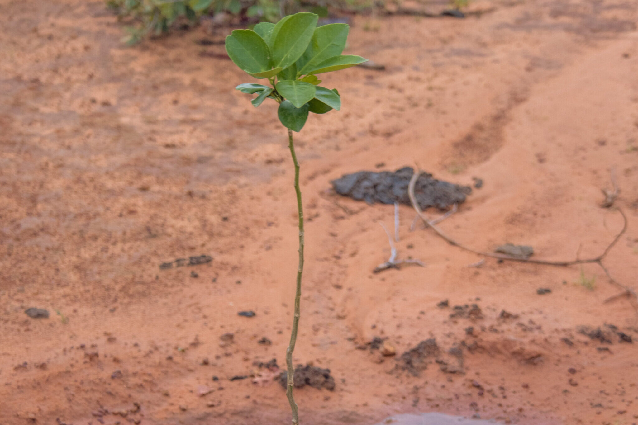 Community sensitization on Farmer Managed Natural Regeneration and Orchard Plantation in Bakwami-22
