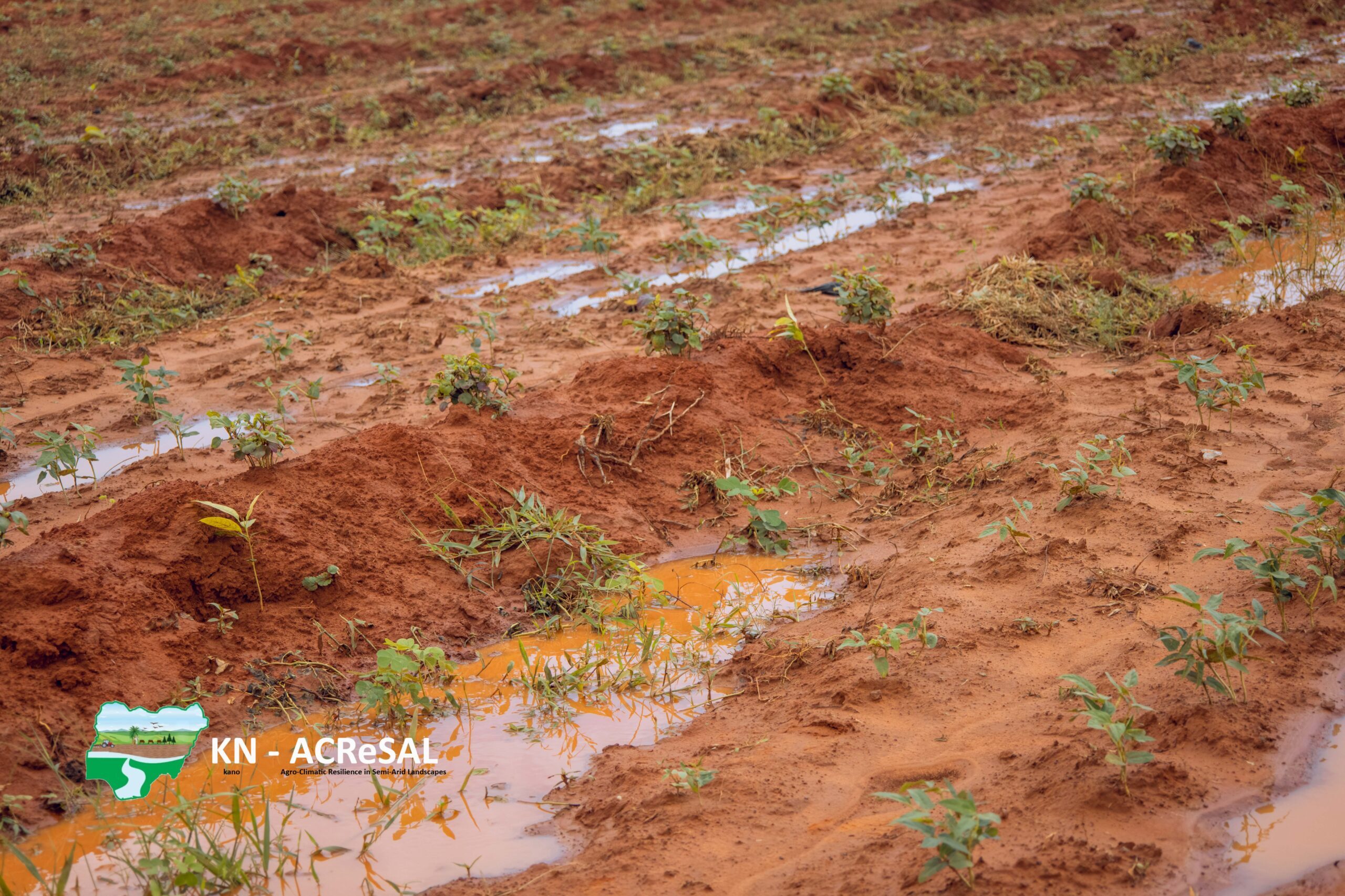 Rehabilitation of Shelterbelt in Ginzo-14